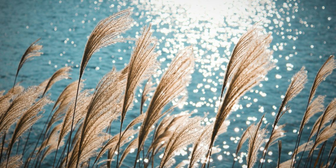 brown grass near body of water